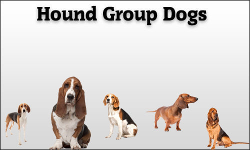 Hound Group Dog Breeds