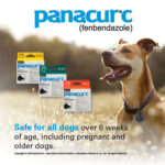 panacur canine dewormer fenbendazole helmintazole buy online