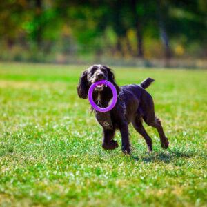 for dogs for sale buy online
