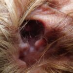 Best Ear Cleaner Advanced Formula Natural Drop Cleaning Solution pet meds online