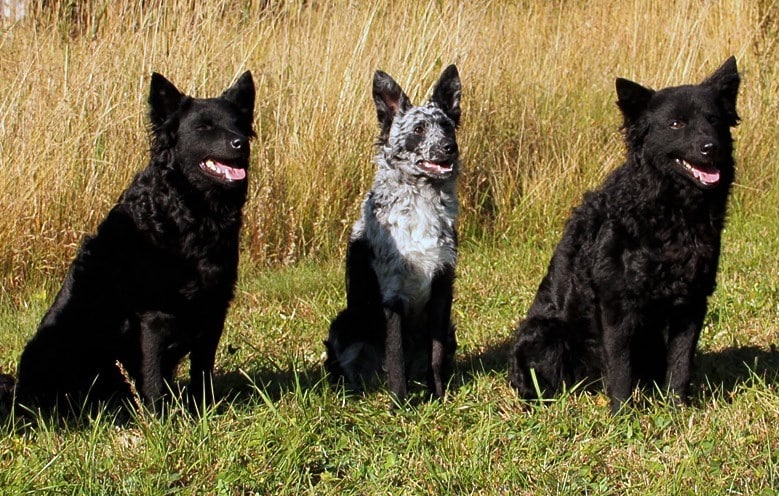 moody dog breed. Rare dog breed