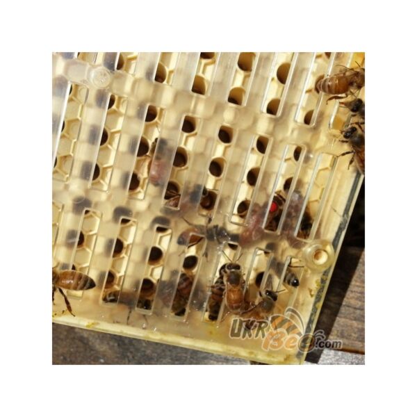 Beekeeping queen rearing system system set Nikot "Nicot-50" - Image 11