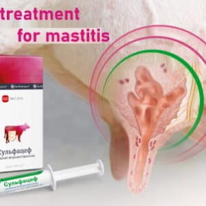 Cefquinome sulfate reliable treatment for mastitis