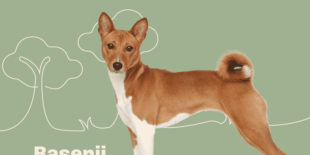 Basenji