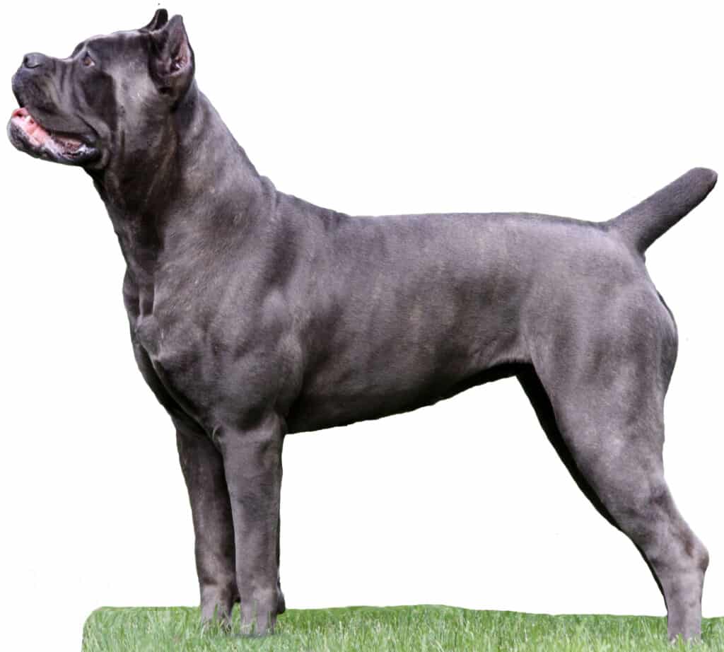 Cane Corso