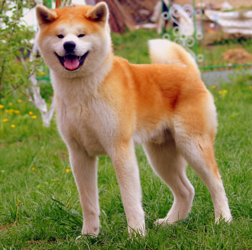 akita inu dog breed