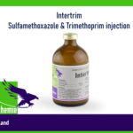 Intertrim Sulfamethoxazole & Trimethoprim injection
