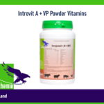 Introvit A + VP Powder Vitamins 