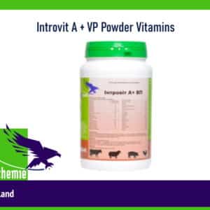Introvit A + VP Powder Vitamins 