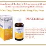 stimulation of the body's defense system with action on the vascular and sympathetic systems Engystol
