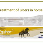 treatment of ulcers in horses