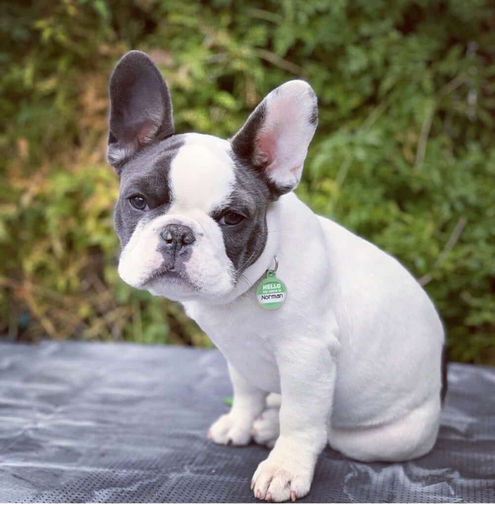 French Bulldog dog breed