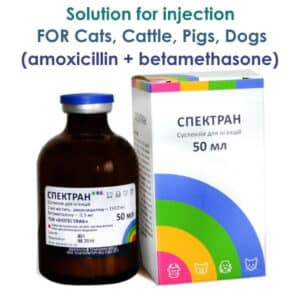 (amoxicillin + betamethasone) solution