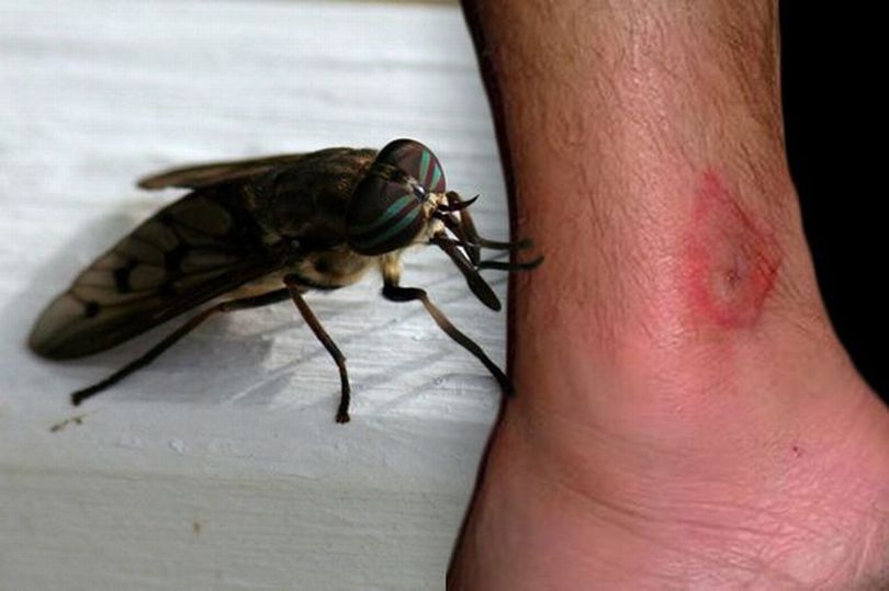 Horsefly picture