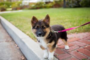 Walking or Jogging With Your Dog